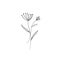 Hand drawn minimalistic botanical element in graphic style