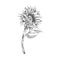 Hand drawn monochrome sunflower on stem sketch style, vector illustration