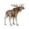 Hand drawn moose. Realistic north forest wildlife animal. Big male moose Canada, Alaska, North America, Europe woodland