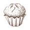 Hand drawn muffin isolated on white. Sketch of fresh baked muffin in vintage style. engraved pastry illustration. Sweet