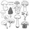 Hand drawn mushrooms collection. Doodle vector set with edible and poison mushrooms.