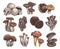 Hand drawn mushrooms. Colorful sketch mushroom champignon and truffle, trumpet and chanterelle, shiitake, organic