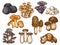 Hand drawn mushrooms. Colorful sketch various edible mushroom truffle, champignon, black and king trumpet, bolete vegan