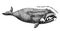 Hand drawn North Atlantic right whale