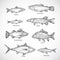 Hand Drawn Ocean or Sea and River Fish Set. A Collection of Salmon and Tuna or Pike and Anchovy, Herring, Trout, Carp