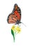 Hand drawn oil pastel painting of orange monarch butterfly on yellow flowers, Danaus plexippus
