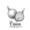 Hand drawn onion icon.