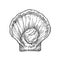 Hand Drawn Open Scallop Shell Vector Illustration. Abstract Seafood Sketch. Mollusk Engraving Style Drawing. Isolated