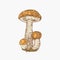 Hand Drawn Orange Cap Boletus Mushrooms Abstract Color Illustration. Fungus Group Engraved Vector Drawing Isolated