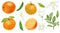 Hand drawn oranges, tree branches, leaves and orange flowers clipart