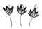 Hand drawn outline flowers sketch silhouette set. Vector black ink drawing isolated on white background. Graphic illustration