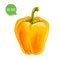 Hand drawn and painted watercolor ripe yellow bell pepper. Capsicum isolated on white background.