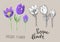 Hand drawn pasque flowers isolated on beige background. Botanical drawing of perennial poisonous flowering plant used in