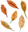 Hand-drawn pattern of autumn fallen leaves