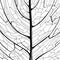 Hand drawn pattern of the leaf structure