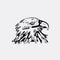 Hand-drawn pencil graphics, bird, eagle, hawk, kite, vulture.