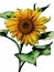 Hand drawn pencil sketch yellow gardening sunflower with leaves