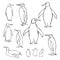 Hand drawn penguins. Vector sketch  illustration