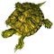 Hand-drawn pet Trachemys scripta scripta turtle