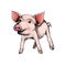 Hand drawn pig. Vector colored portrait of piglet in vintage style. New Year, Christmas, Xmas symbol. Animal engraved