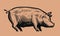 Hand drawn pig in vintage engraving style. Pork, farm animal concept. Vector illustration