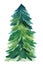 Hand drawn of pine coniferous tree using watercolor isolated on white background for Christmas and winter graphic design purpose