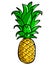 Hand-Drawn Pineapple Illustration Clipart