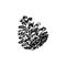 Hand drawn pinecone vector illustration. Linocut pine or fir cone decorative graphic image. Stylized monochrome engraved black