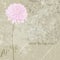 Hand drawn of pink chrysanthemum