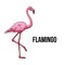 Hand drawn pink flamingo, colorful sketch style vector illustration