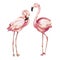 Hand drawn pink flamingo illustration