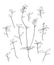 Hand drawn plant. Set of branches with leaves. Sketch style vector illustration of a weed field herbs.