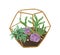 Hand drawn plant terrarium with succulents in modern scandi style. Decorative houseplants composition in glass florarium