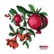 Hand drawn pomegranate branch