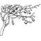 Hand drawn pomegranate tree