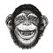 Hand drawn portrait of chimpanzee. Funny monkey, neanderthal man. Sketch vector illustration