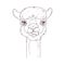 Hand drawn portrait of cute alpaca Vector.