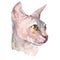 Hand drawn portrait Elegant Sphynx cat. Vector elements. Fashion. Watercolor.