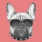 Hand drawn portrait of French Bulldog with collar and sunglasses .