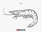 Hand drawn prawn isolated. Engraved style vector illustration.
