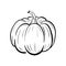 Hand drawn pumpkin sketch