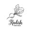 Hand drawn radish icon.