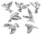 Hand drawn realistic sparrow birds vector set