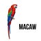 Hand drawn red green-winged macaw parrot