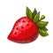 Hand drawn red ripe juicy strawberry illustration isolated on white. colored sketch of tasty cute red berry. sweet fruit