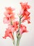 Hand drawn red watercolor gladiolus flower on white background