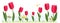 Hand drawn red, yellow realistic tulips with daisies and butterfly. Greeting card. Spring time banner background illustration