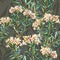 Hand-drawn repeated botanical seamless background with marsh, Labrador tea, wild rosemary