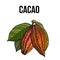 Hand drawn ripe cacao fruit hanging on a branch