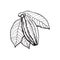 Hand drawn ripe cacao fruit hanging on a branch